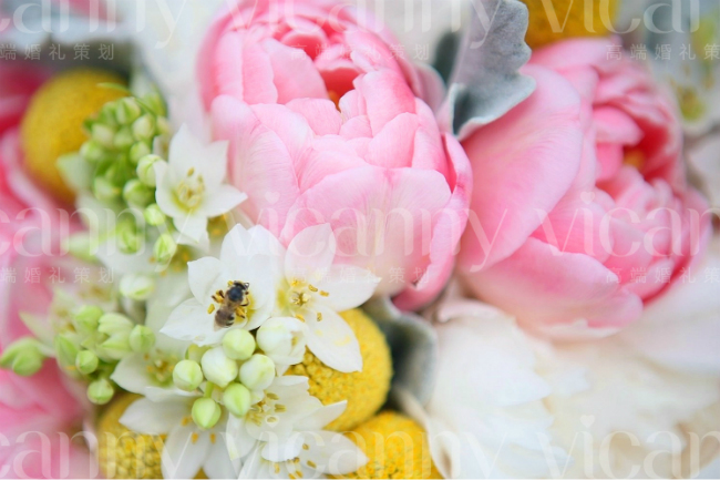 桌花,