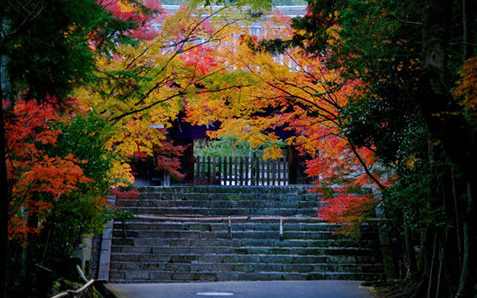 日本京都曼殊院,蜜月攻略,