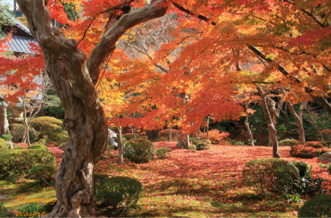 日本京都曼殊院,蜜月攻略,