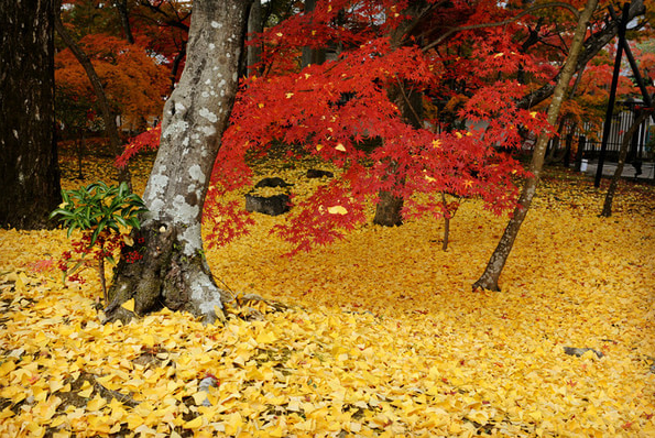 日本京都,蜜月攻略,