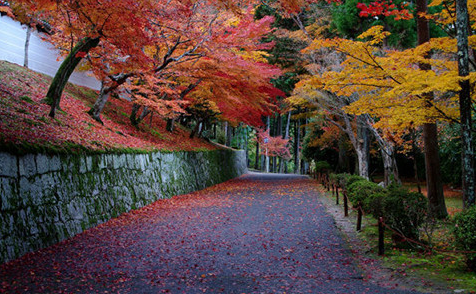 日本京都曼殊院,蜜月攻略,