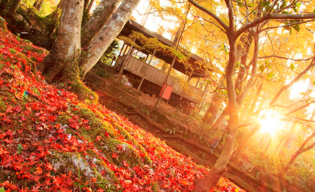 日本京都三千院,蜜月攻略,