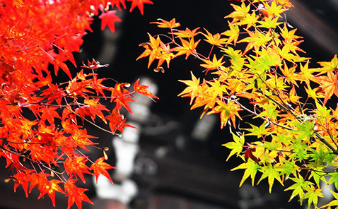 日本京都清水寺,蜜月攻略,