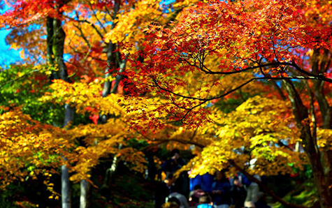 日本京都常寂光寺,蜜月攻略,