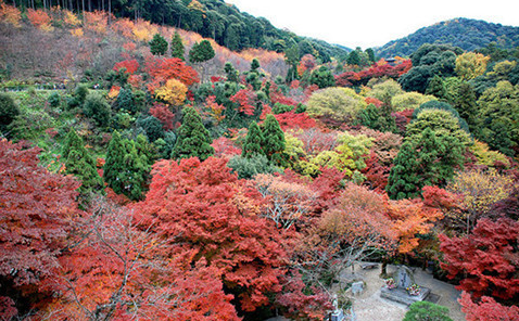 日本京都岚山,蜜月攻略,