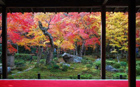 日本京都曼殊院,蜜月攻略,
