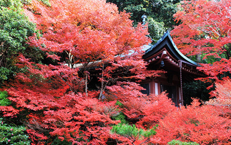 日本京都醍醐寺,蜜月攻略,