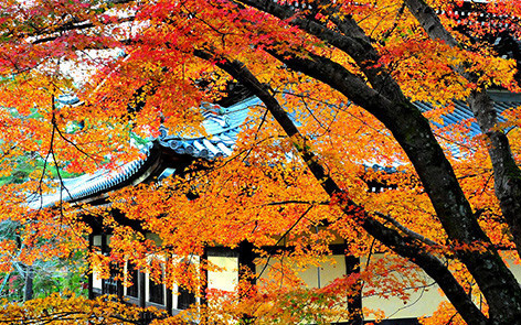 日本京都南禅寺,蜜月攻略,