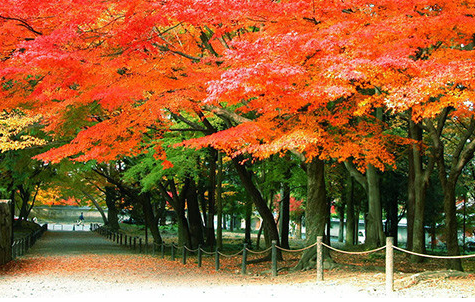 日本京都南禅寺,蜜月攻略,