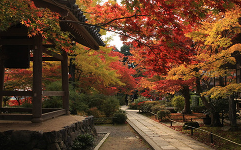 日本京都常寂光寺,蜜月攻略,