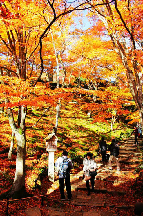 日本京都常寂光寺枫叶蜜月攻略