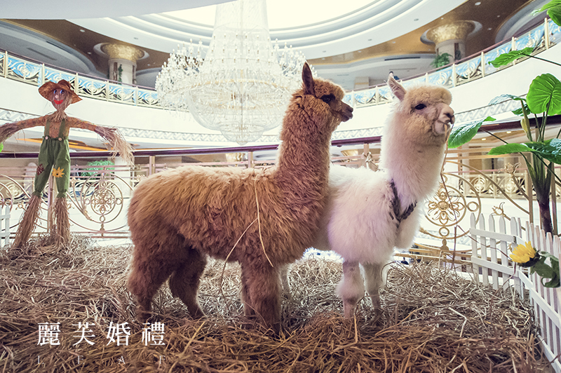 展示区,宝宝宴,