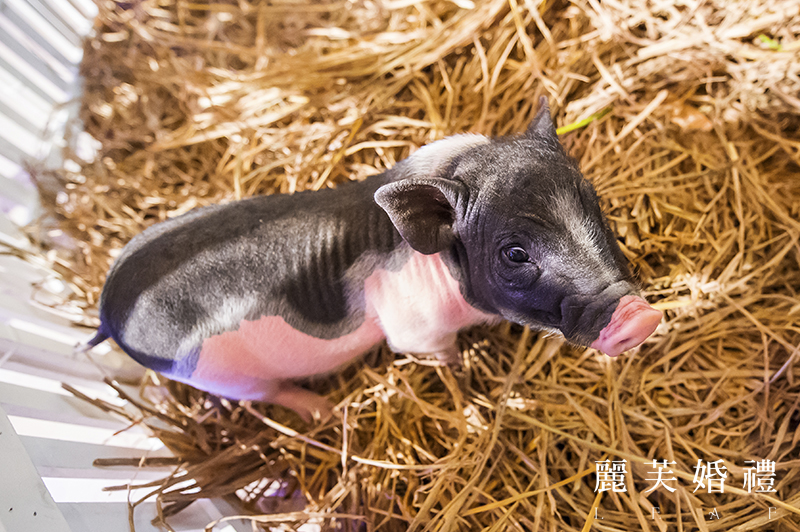 展示区,宝宝宴,