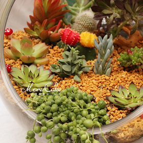 MoreCake:我愿搜集阳光雨露，为你！