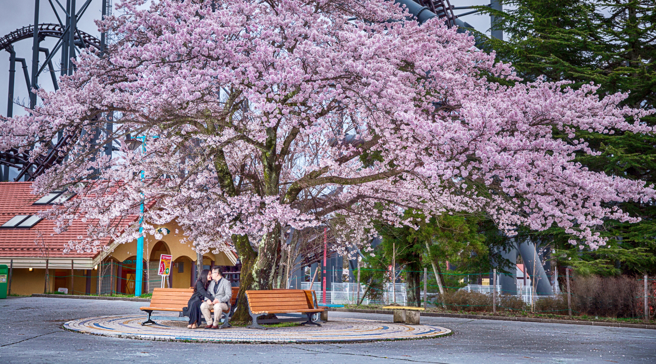 旅拍日本樱花