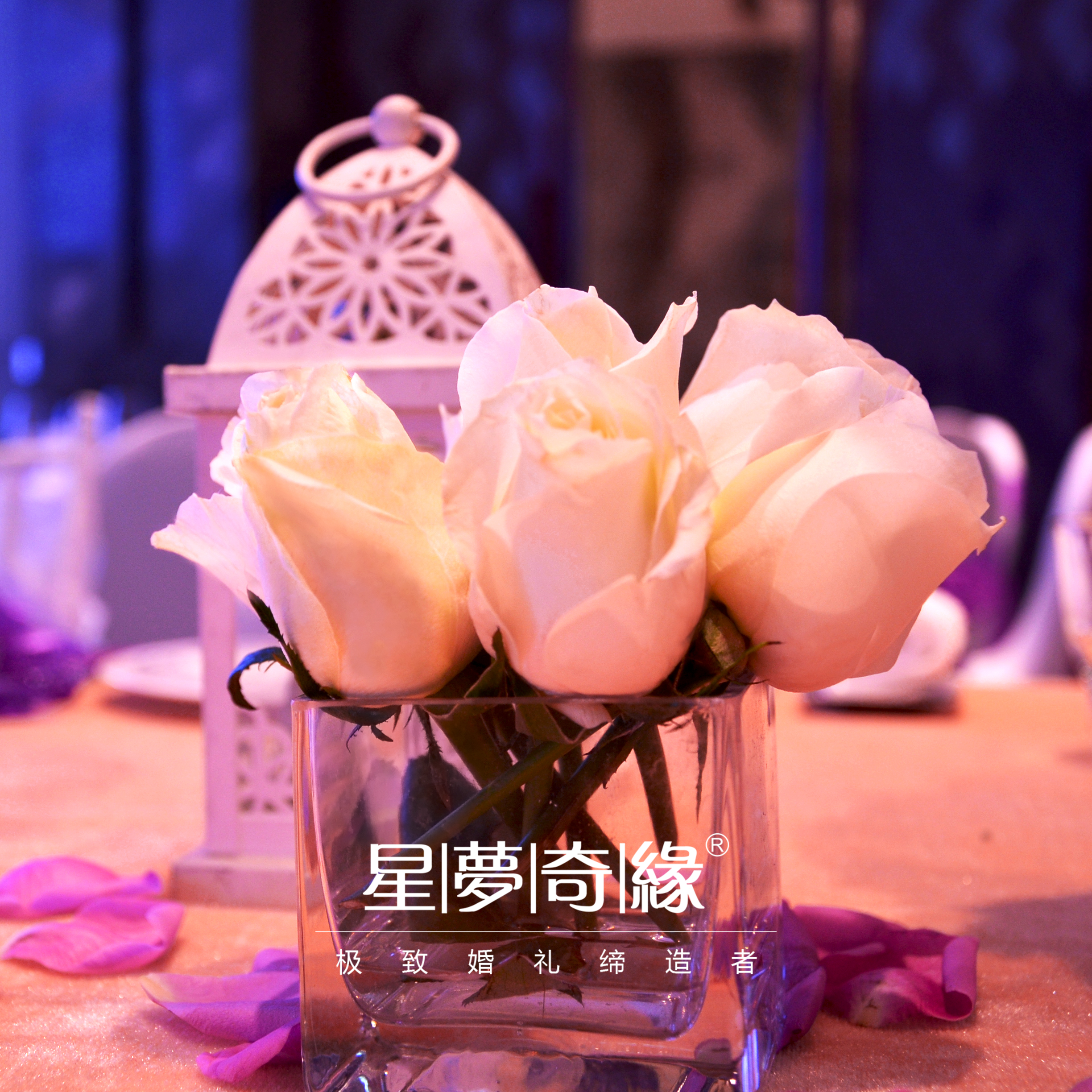 茶杯花,