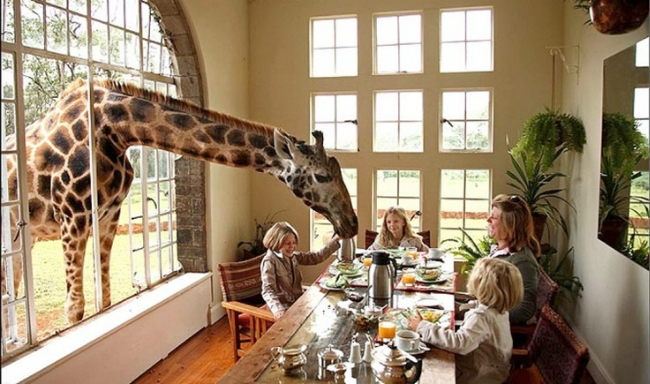 长颈鹿庄园，肯尼亚,